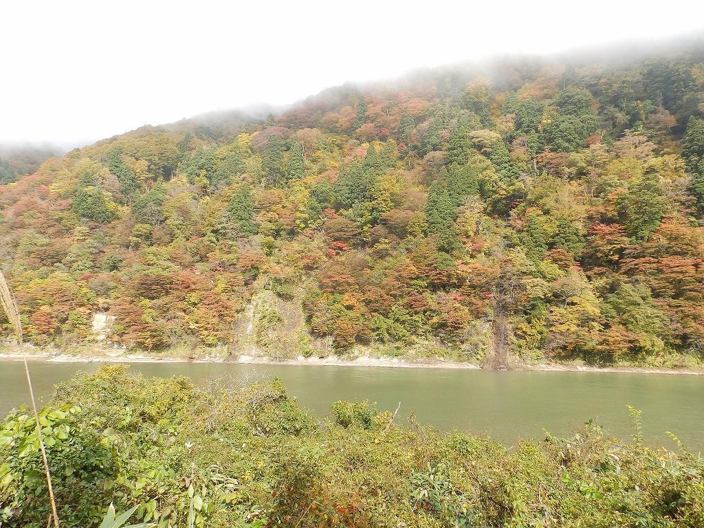 土湯の赤杉: 山形の自然